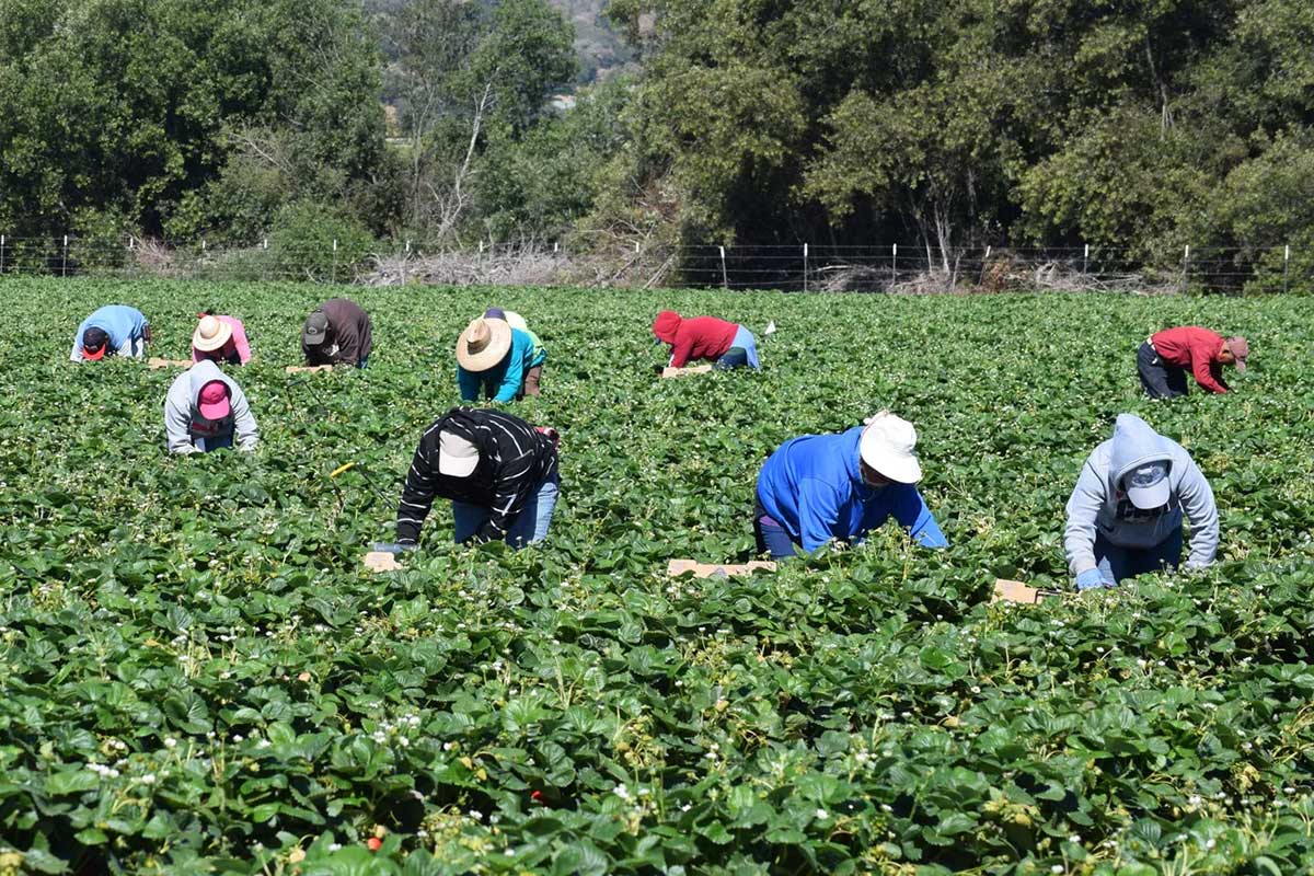 Undocumented Farmworkers in the Time of COVID-19
