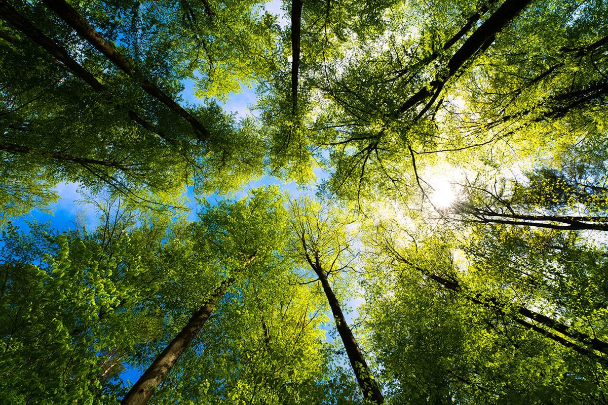 Abogados de Derecho Ambiental