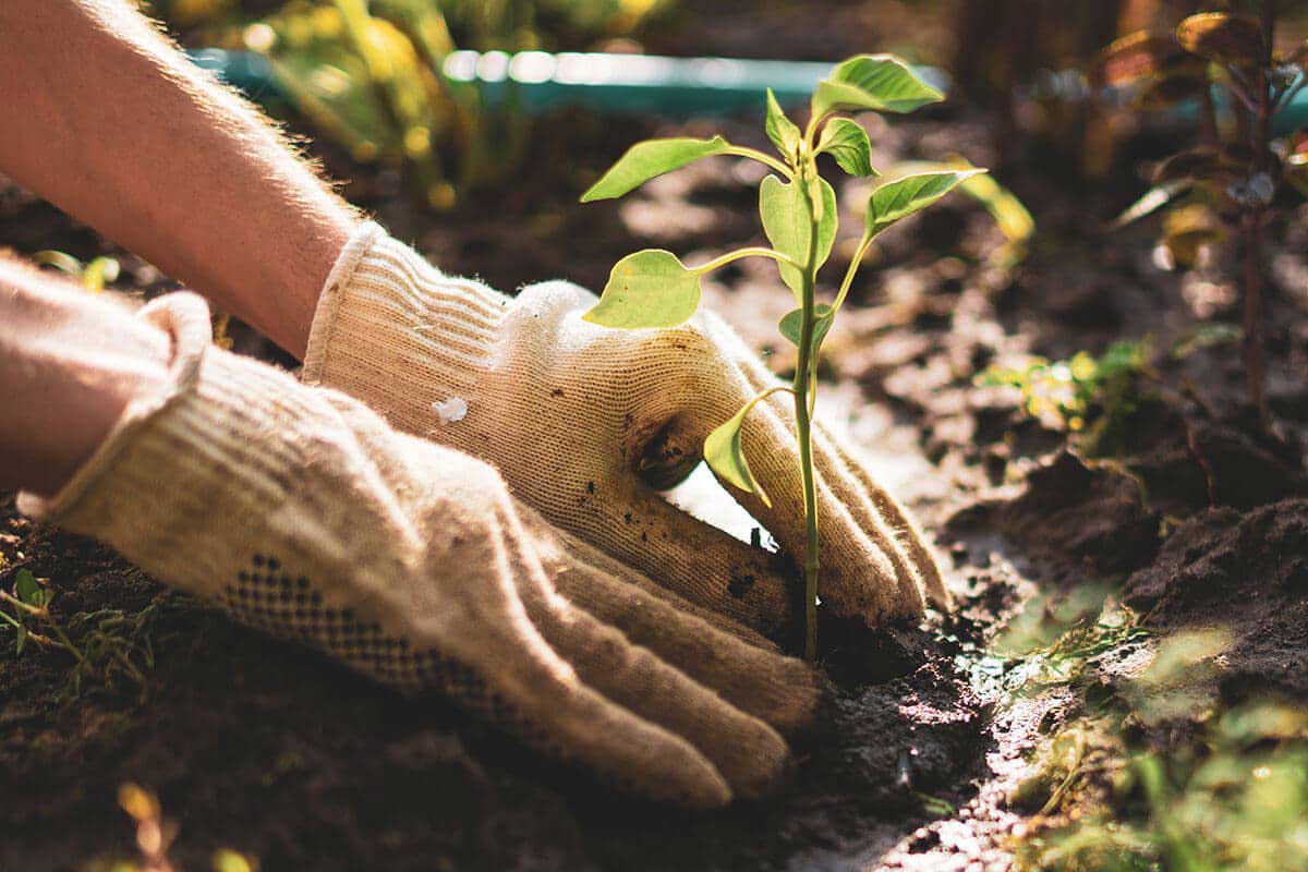 close up of hands potting new plant in soil